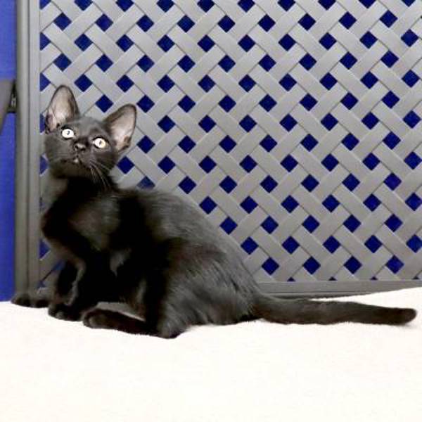 Moe, an adoptable Domestic Short Hair in Fort Davis, TX, 79734 | Photo Image 2