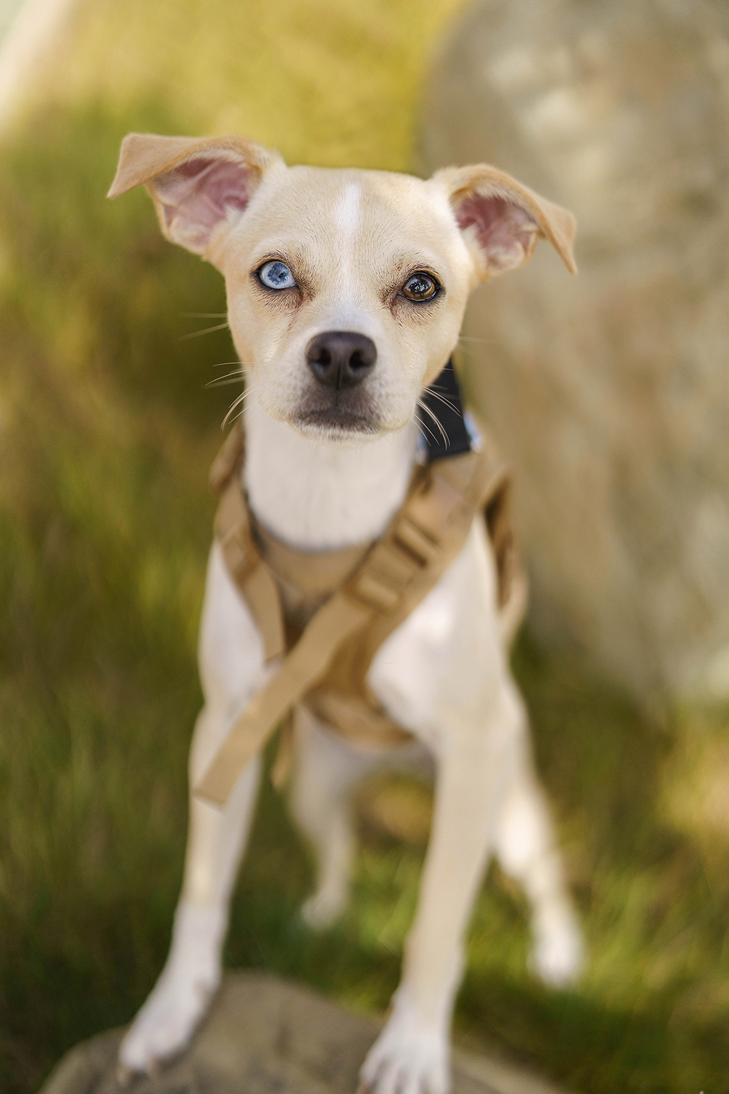 Ellie May, an adoptable Whippet, Mixed Breed in Valley Village, CA, 91607 | Photo Image 1