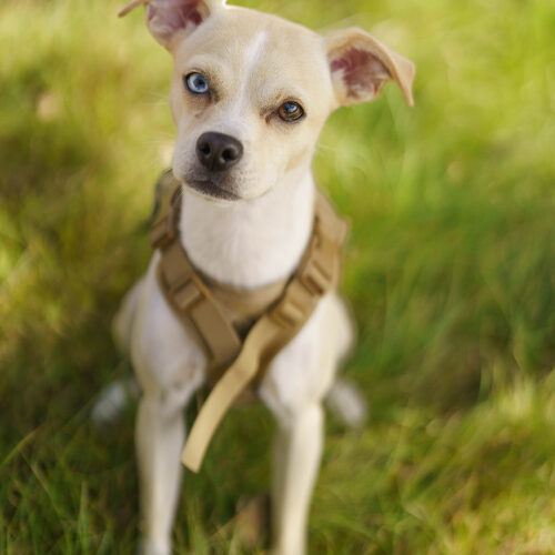 Ellie May, an adoptable Whippet, Mixed Breed in Valley Village, CA, 91607 | Photo Image 2