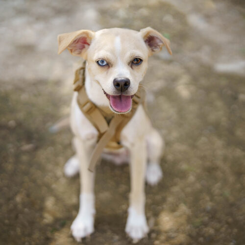 Ellie May, an adoptable Whippet, Mixed Breed in Valley Village, CA, 91607 | Photo Image 3