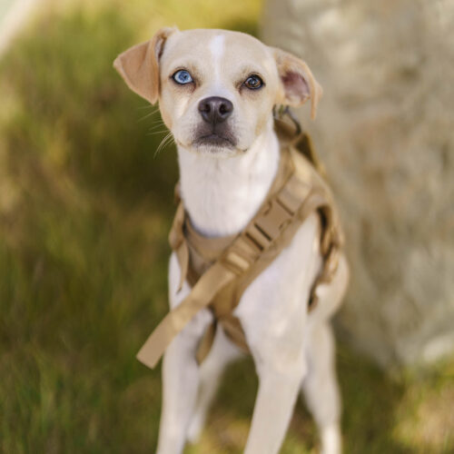 Ellie May, an adoptable Whippet, Mixed Breed in Valley Village, CA, 91607 | Photo Image 4