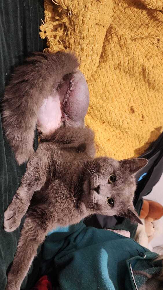 Goonie (Smokey)