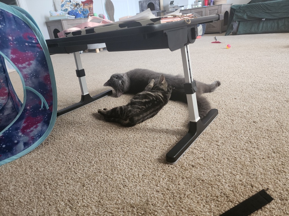 Goonie (Smokey)