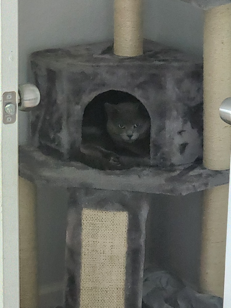 Goonie (Smokey)