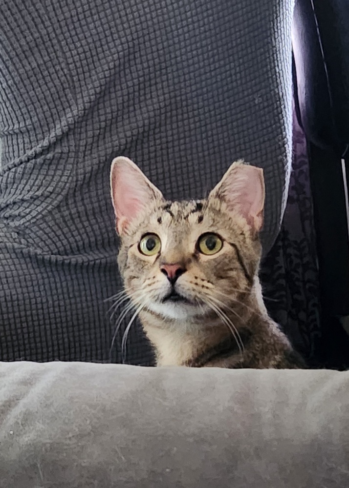 Gnar