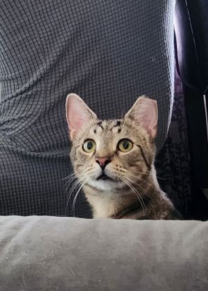 Gnar, Adult Male Domestic Short Hair