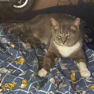 Reagan 2022, Adult Female Domestic Short Hair
