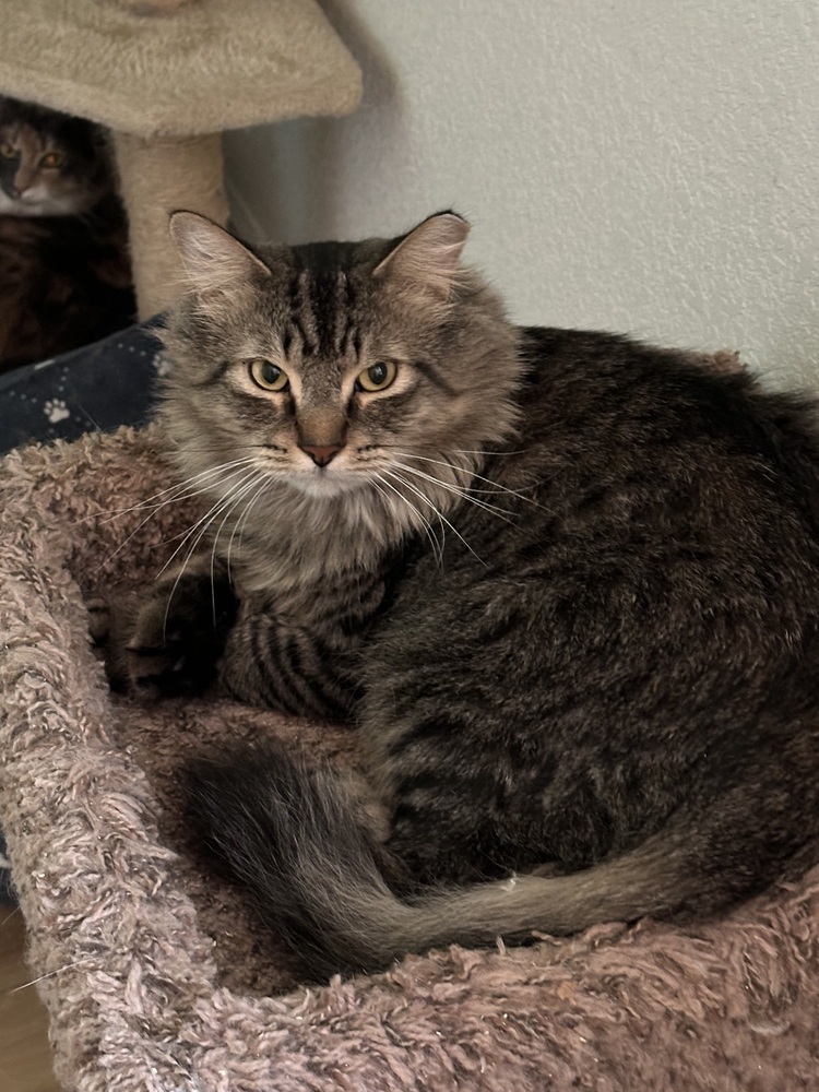 Xerxes