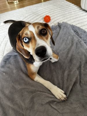 TORI - 1 year 27lbs Beagle Spayed PLEASE NOTE Tori is not a good fit for Manhattan She is the