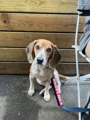 COLEXICIO - 5 years 21lbs Beagle Neutered This dog is eligible to join our foster-to-adopt progra