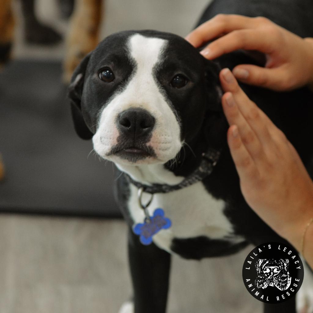 Tiny Panda, an adoptable Terrier, Spaniel in Washington, DC, 20020 | Photo Image 2