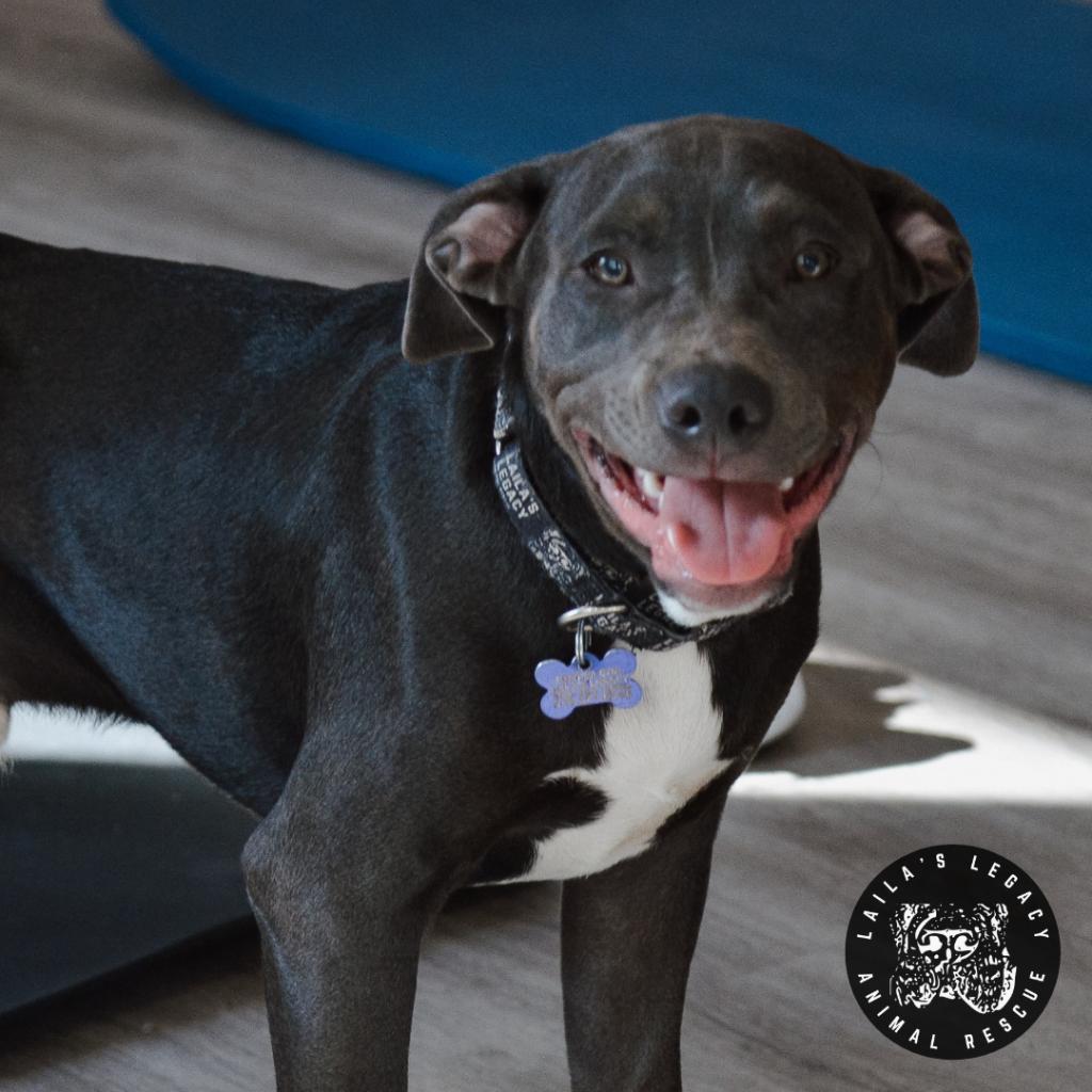 Tiny Coal, an adoptable Terrier, Spaniel in Washington, DC, 20020 | Photo Image 2