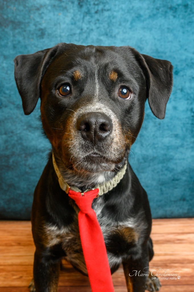 Dozer, an adoptable Rottweiler, Mixed Breed in Rock Springs, WY, 82901 | Photo Image 1