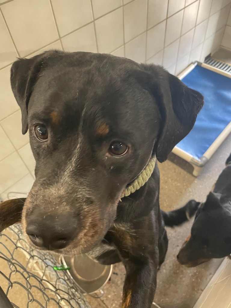 Dozer, an adoptable Rottweiler, Mixed Breed in Rock Springs, WY, 82901 | Photo Image 2