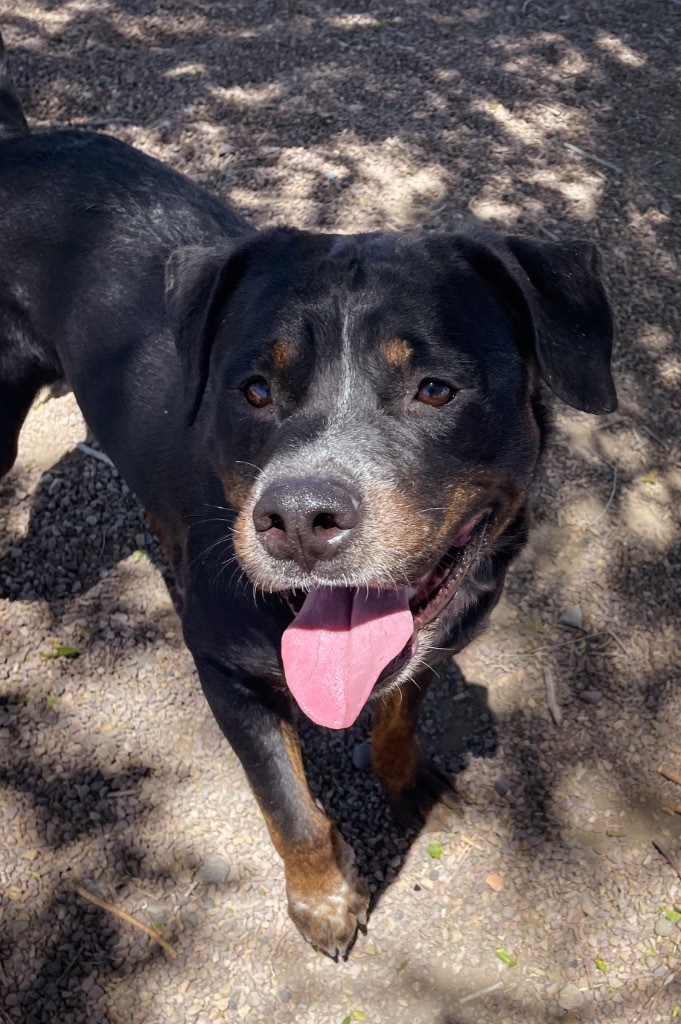 Dozer, an adoptable Rottweiler, Mixed Breed in Rock Springs, WY, 82901 | Photo Image 3