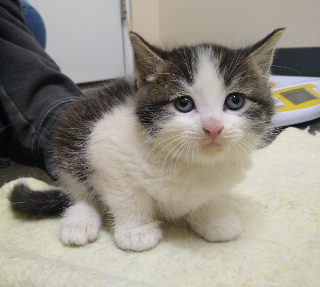 Meatball, an adoptable Domestic Short Hair in Ladysmith, WI, 54848 | Photo Image 3