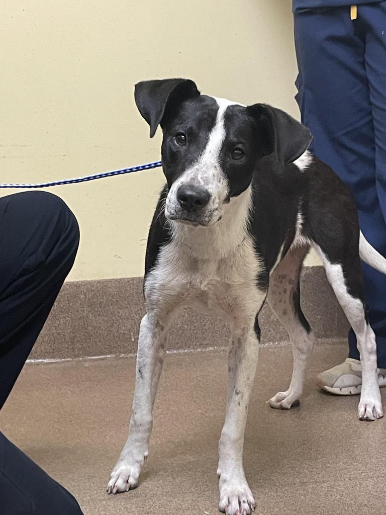 CRESSIDA COWPER, an adoptable Mixed Breed in Florence, SC, 29506 | Photo Image 2