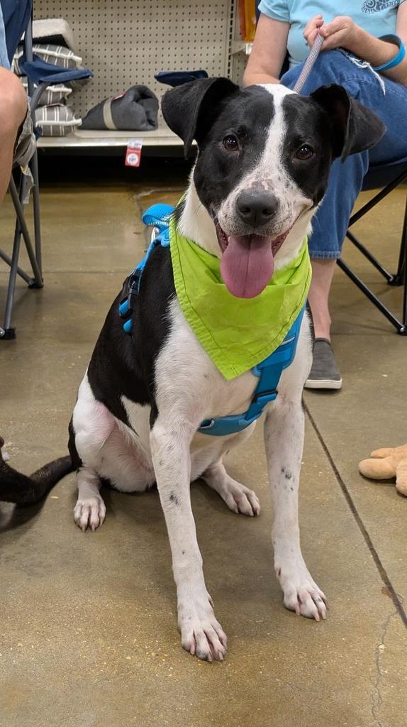 CRESSIDA COWPER, an adoptable Mixed Breed in Florence, SC, 29506 | Photo Image 3