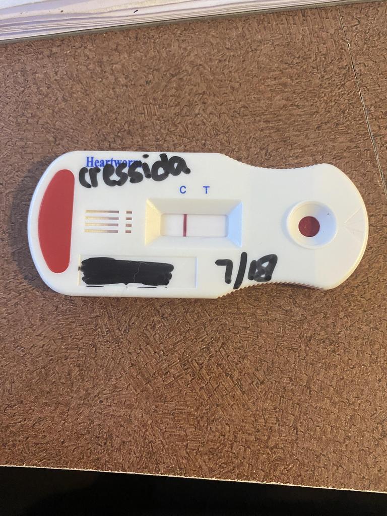 CRESSIDA COWPER, an adoptable Mixed Breed in Florence, SC, 29506 | Photo Image 4