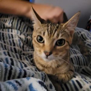 Are you looking for the perfect outgoing love bug Taco is the most loving playful and outgoing ki