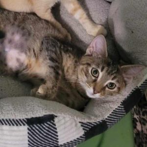 Are you looking for a super loving outgoing sweet playful and cuddly baby Quartz is exactly what