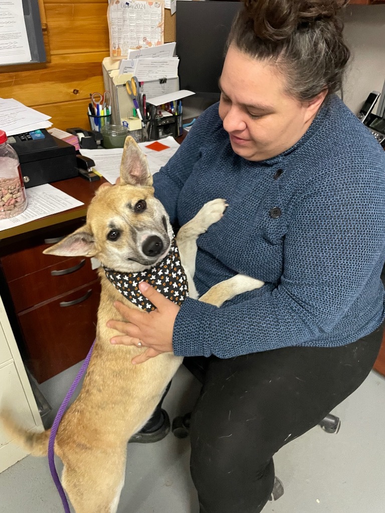 Saffron, an adoptable Black Mouth Cur, Carolina Dog in Glenfield, NY, 13343 | Photo Image 1