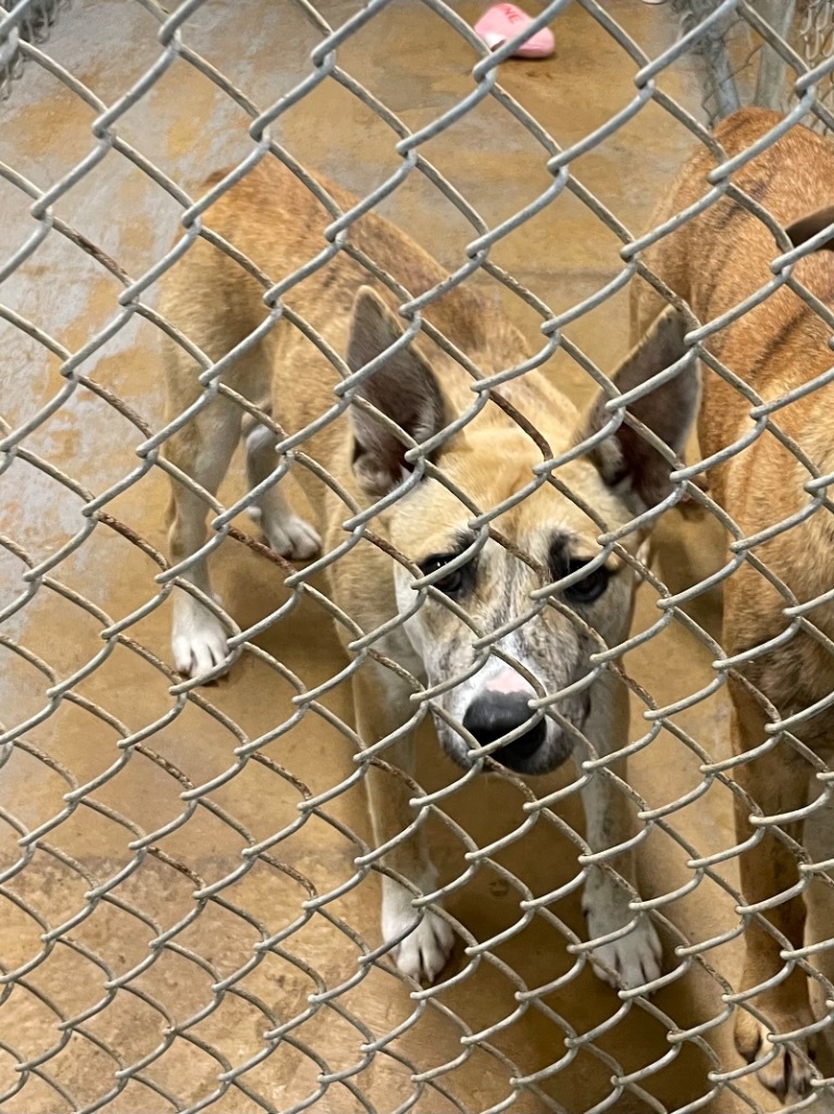 Saffron, an adoptable Black Mouth Cur, Carolina Dog in Glenfield, NY, 13343 | Photo Image 2