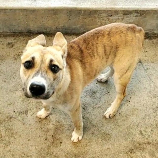 Saffron, an adoptable Black Mouth Cur, Carolina Dog in Glenfield, NY, 13343 | Photo Image 3