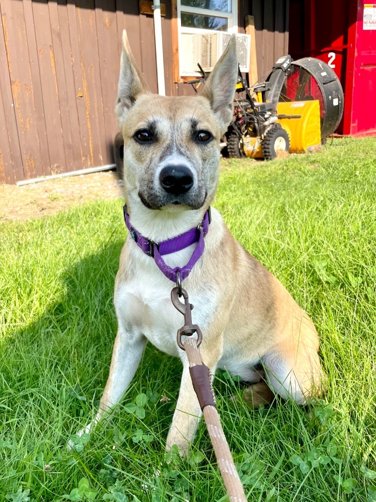 Saffron, an adoptable Black Mouth Cur, Carolina Dog in Glenfield, NY, 13343 | Photo Image 4