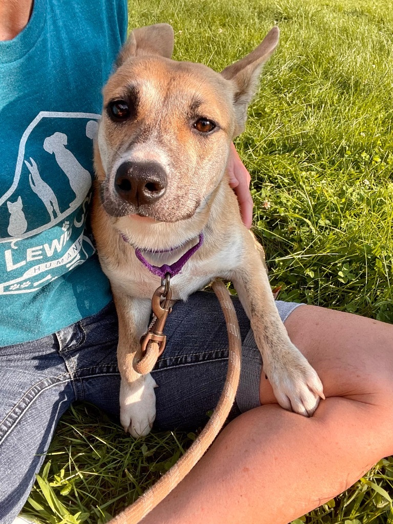 Saffron, an adoptable Black Mouth Cur, Carolina Dog in Glenfield, NY, 13343 | Photo Image 5