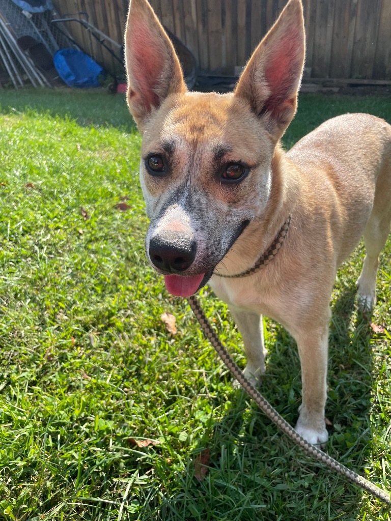 Saffron, an adoptable Black Mouth Cur, Carolina Dog in Glenfield, NY, 13343 | Photo Image 6