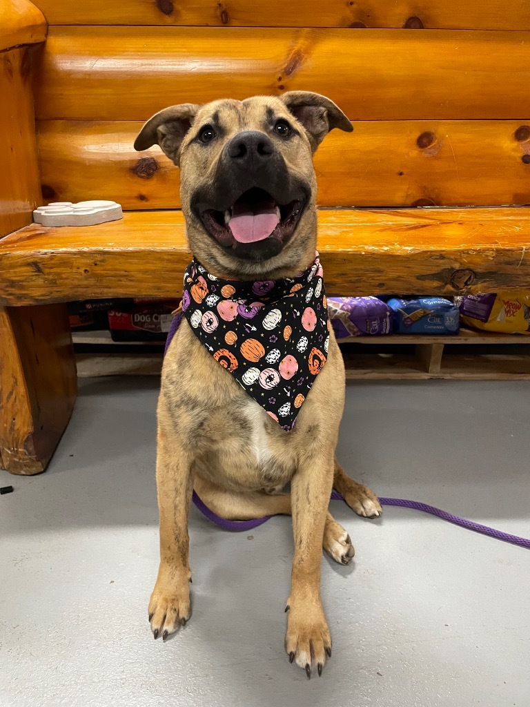 Avalon, an adoptable Black Mouth Cur, Pit Bull Terrier in Glenfield, NY, 13343 | Photo Image 1