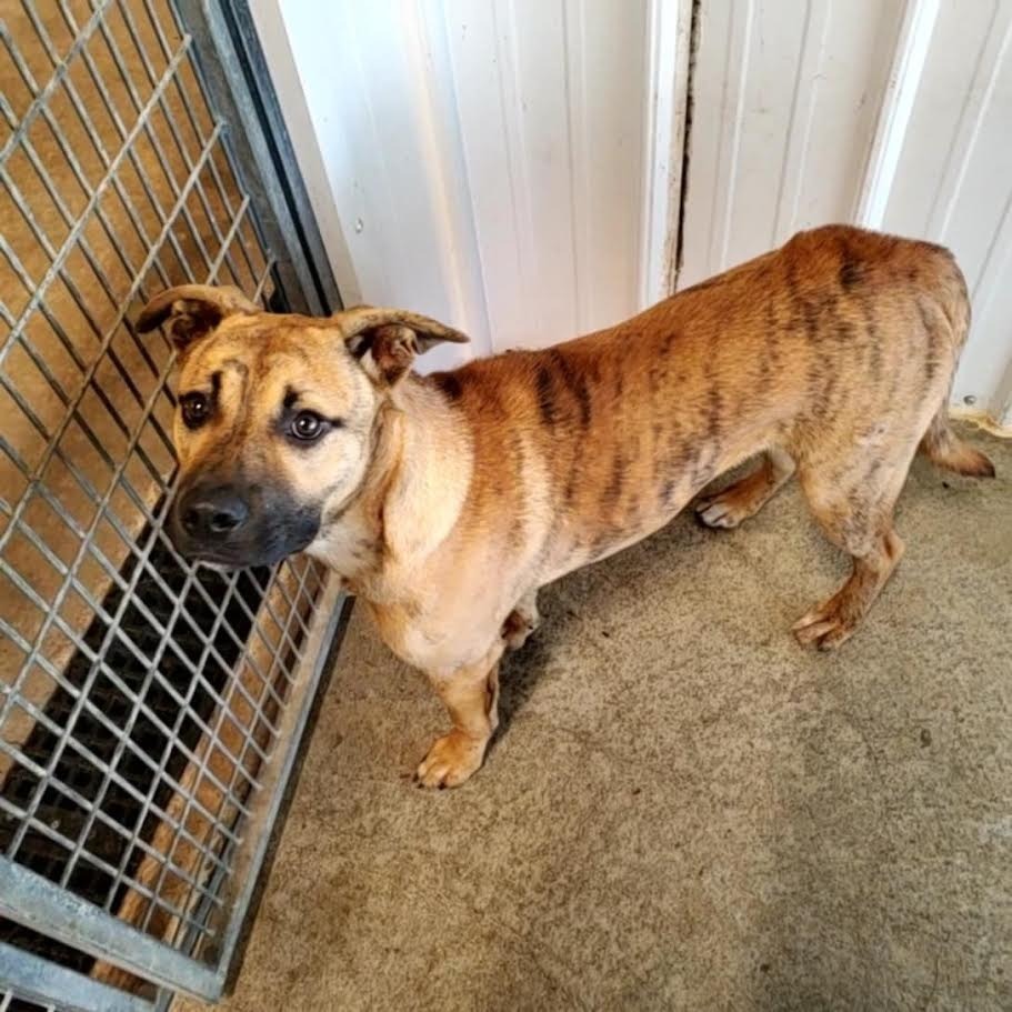 Avalon, an adoptable Black Mouth Cur, Pit Bull Terrier in Glenfield, NY, 13343 | Photo Image 2