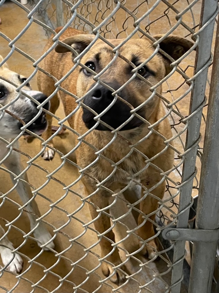 Avalon, an adoptable Black Mouth Cur, Pit Bull Terrier in Glenfield, NY, 13343 | Photo Image 3