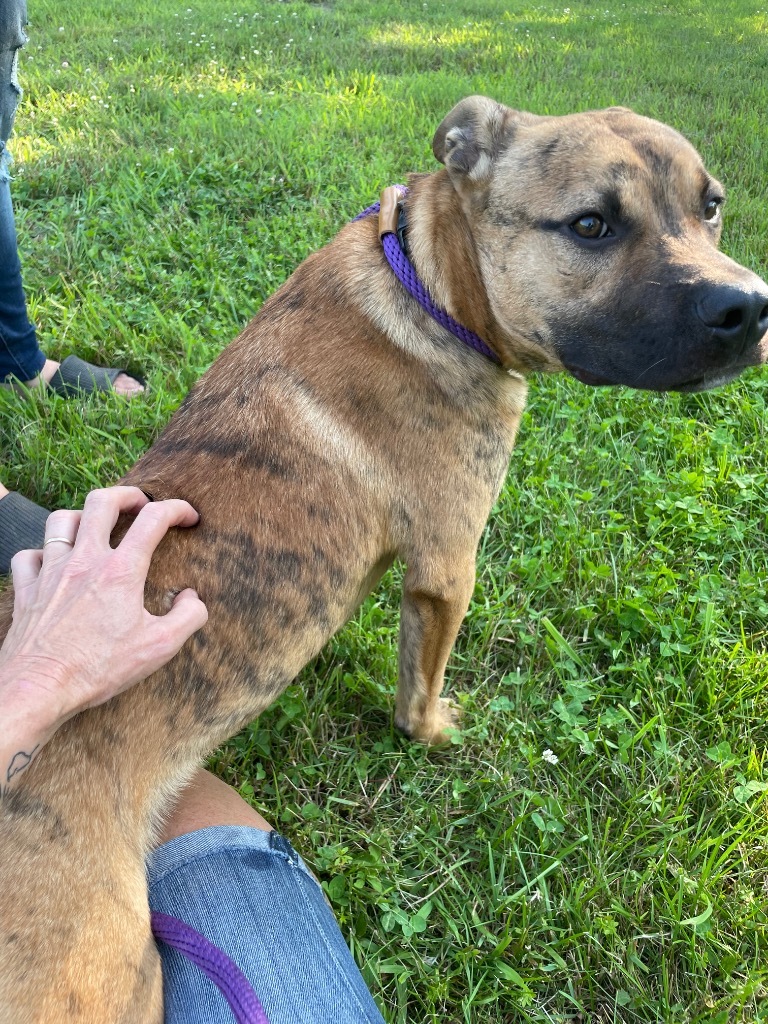 Avalon, an adoptable Black Mouth Cur, Pit Bull Terrier in Glenfield, NY, 13343 | Photo Image 4