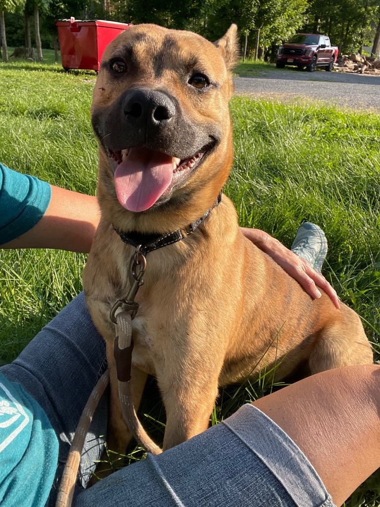 Avalon, an adoptable Black Mouth Cur, Pit Bull Terrier in Glenfield, NY, 13343 | Photo Image 5