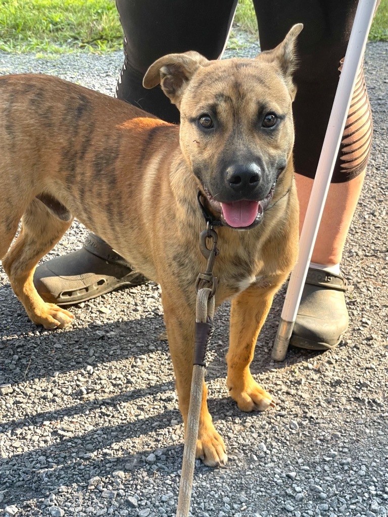 Avalon, an adoptable Black Mouth Cur, Pit Bull Terrier in Glenfield, NY, 13343 | Photo Image 6