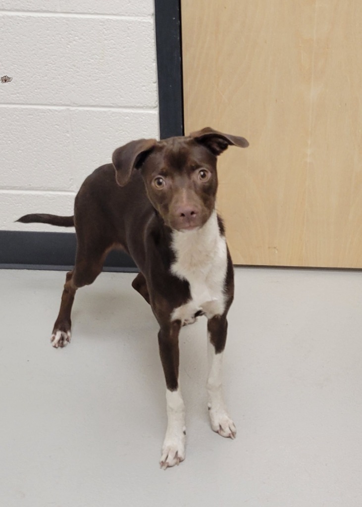 Lee, an adoptable Dachshund, Whippet in Greeneville, TN, 37745 | Photo Image 1