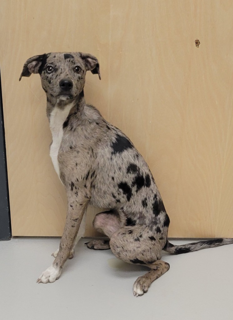 Lilly, an adoptable Whippet, Dachshund in Greeneville, TN, 37745 | Photo Image 1