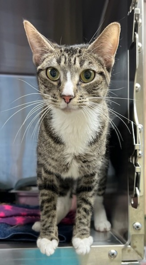 Rocket, an adoptable Domestic Short Hair in Great Falls, MT, 59405 | Photo Image 1