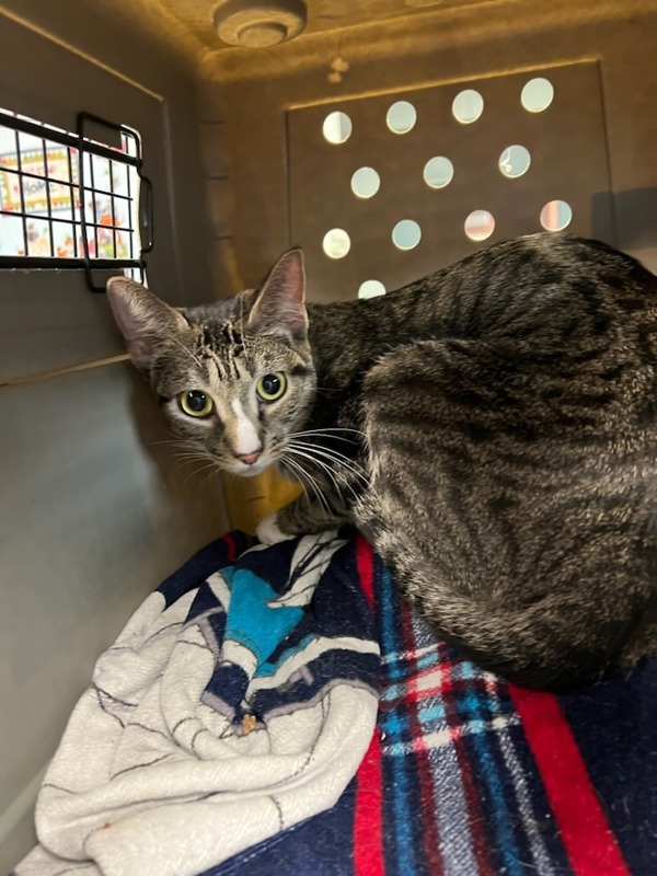 Rocket, an adoptable Domestic Short Hair in Great Falls, MT, 59405 | Photo Image 2