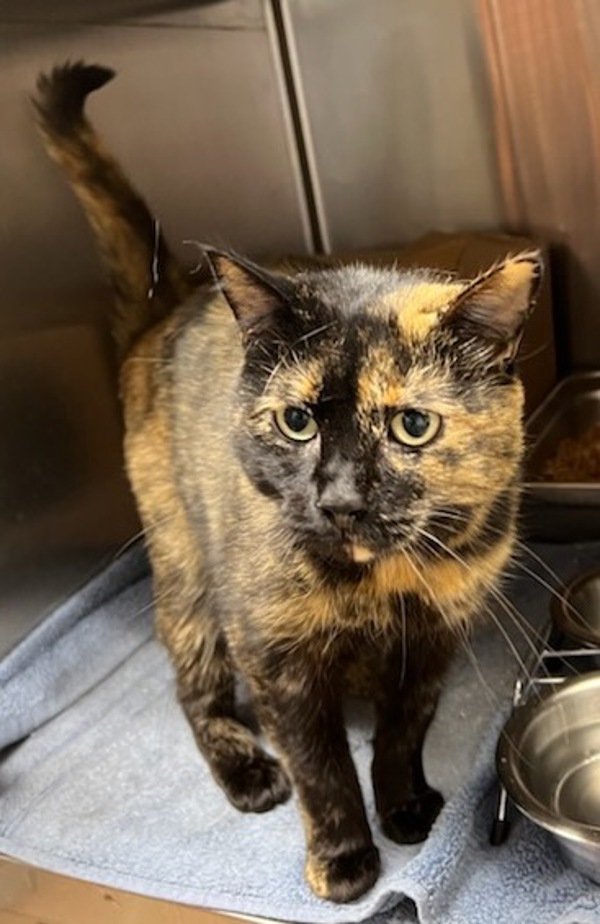 Chili, an adoptable Domestic Short Hair in Great Falls, MT, 59405 | Photo Image 1