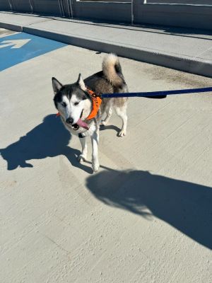 Breed Alaskan Malamute large breed Age 6 years- 6 months Weight 74 lbs Sex Neutered Male Wolfi