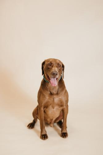 Dobie, an adoptable Chocolate Labrador Retriever, Chesapeake Bay Retriever in Thief River Falls, MN, 56701 | Photo Image 1