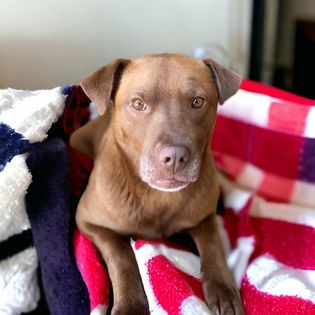 Genevieve, an adoptable Terrier, Labrador Retriever in Thief River Falls, MN, 56701 | Photo Image 1