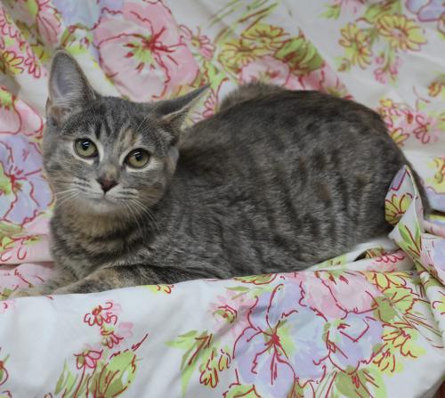 Honda, an adoptable Domestic Medium Hair in Thief River Falls, MN, 56701 | Photo Image 1