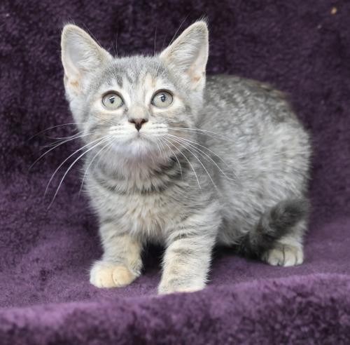 Honda, an adoptable Domestic Medium Hair in Thief River Falls, MN, 56701 | Photo Image 2