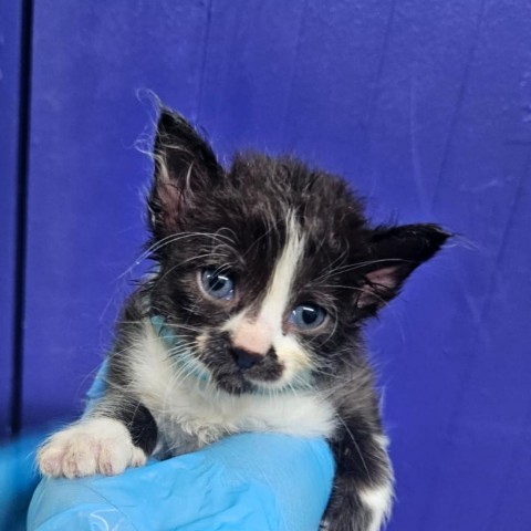 Clayton, an adoptable American Shorthair in Guaynabo, PR, 00969 | Photo Image 2