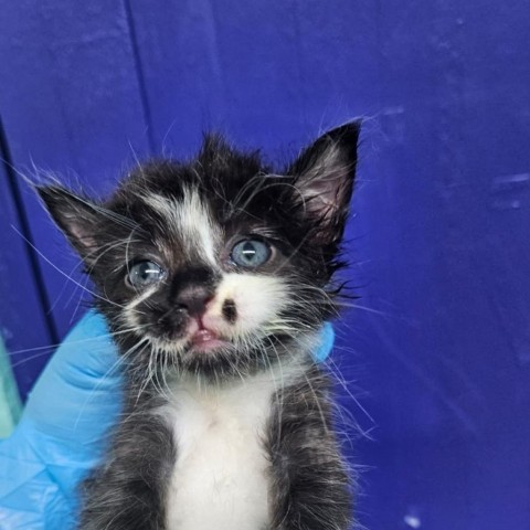 hibi, an adoptable American Shorthair in Guaynabo, PR, 00969 | Photo Image 1