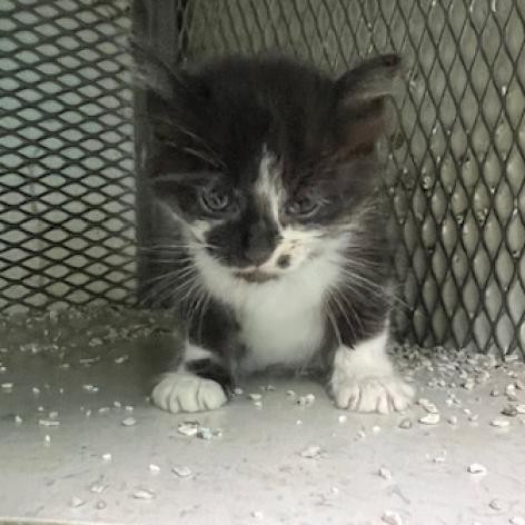 hibi, an adoptable American Shorthair in Guaynabo, PR, 00969 | Photo Image 2